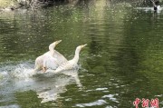 六爻自学吉林：罕见白鸬鹚连续两年“故地重游”