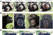 六爻自学国际最新研究：机器人“打哈欠” 黑猩猩被传染